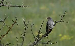 Common Cuckoo