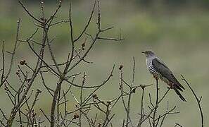 Common Cuckoo