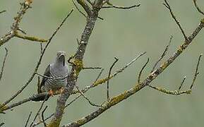 Common Cuckoo