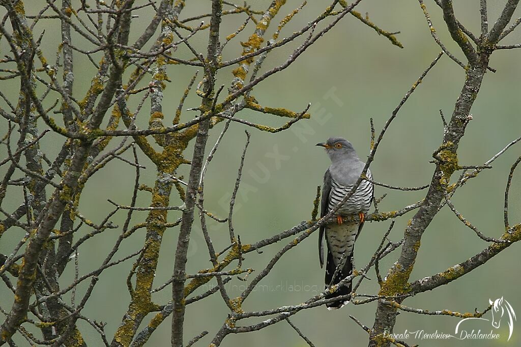 Coucou gris