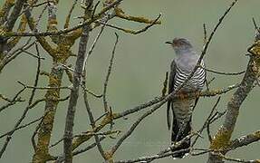 Common Cuckoo