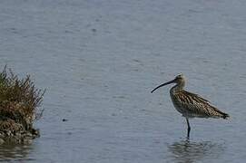 Eurasian Curlew