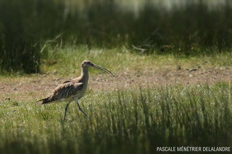 Eurasian Curlew