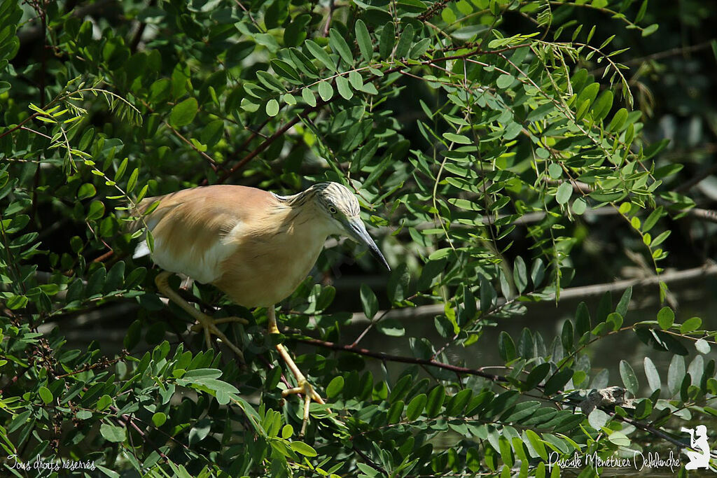 Squacco Heron