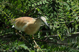 Squacco Heron