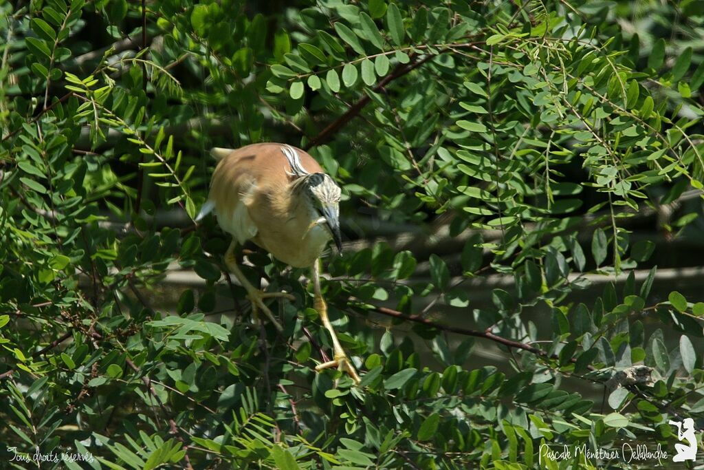 Crabier chevelu