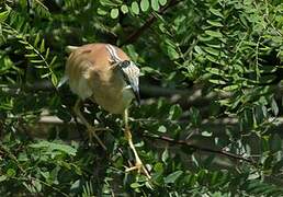 Squacco Heron