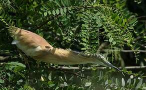 Squacco Heron