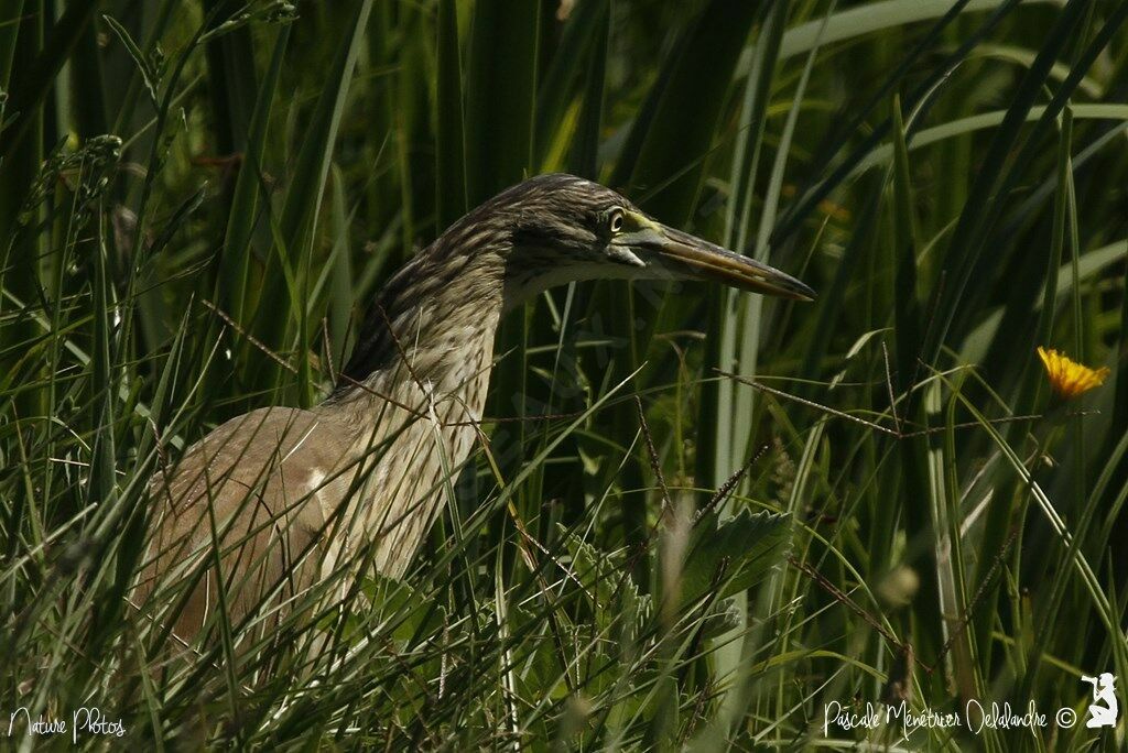 Squacco Heron