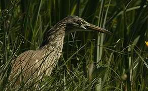 Squacco Heron