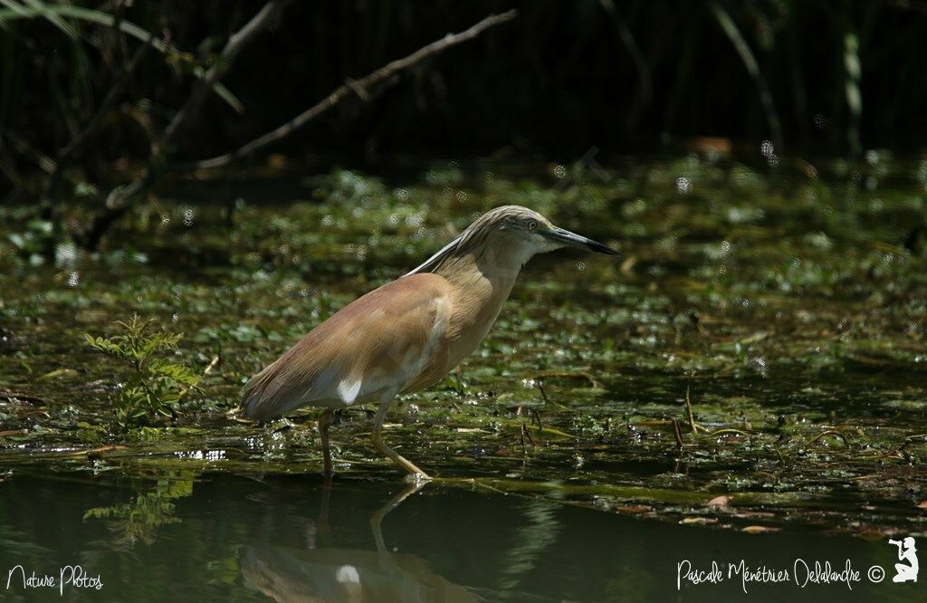 Squacco Heron