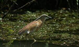 Squacco Heron