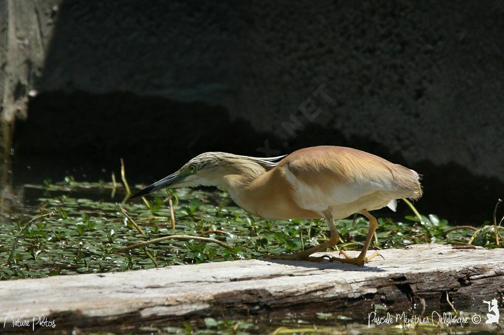 Squacco Heron