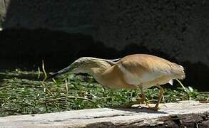 Squacco Heron