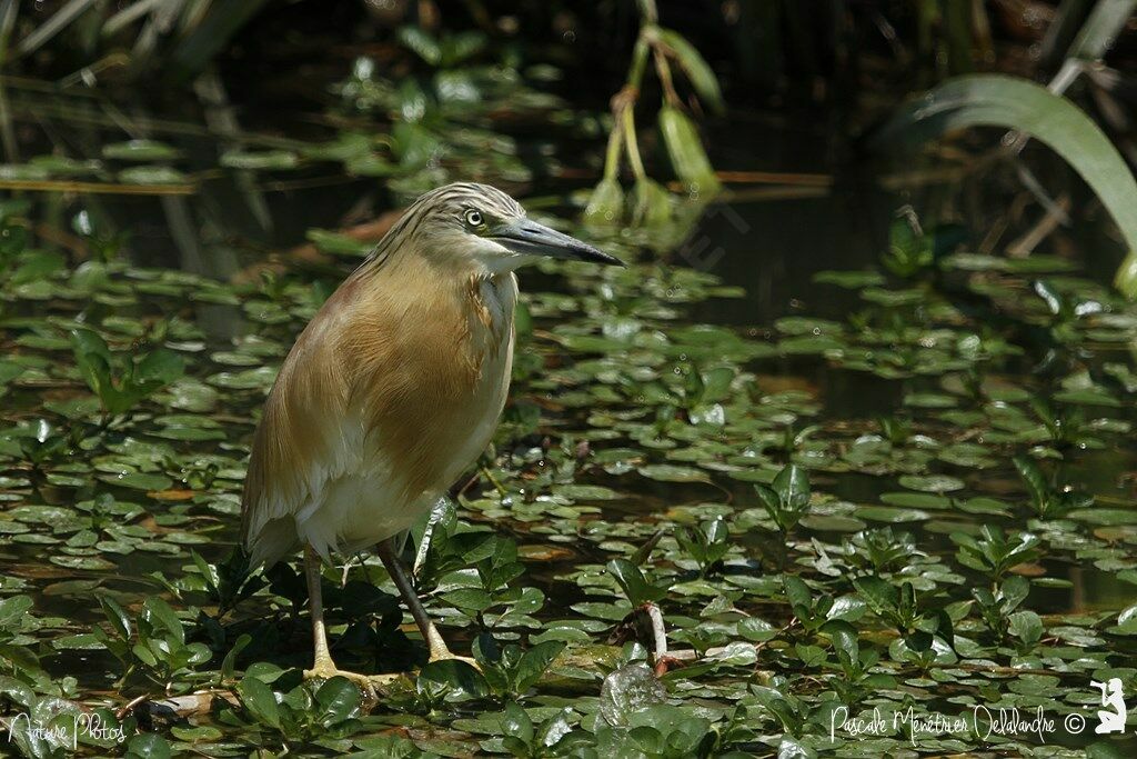 Crabier chevelu