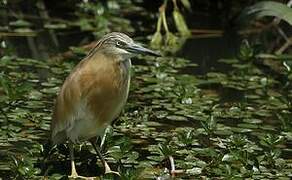 Squacco Heron