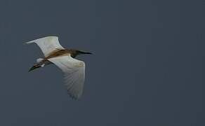 Squacco Heron