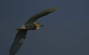 Squacco Heron