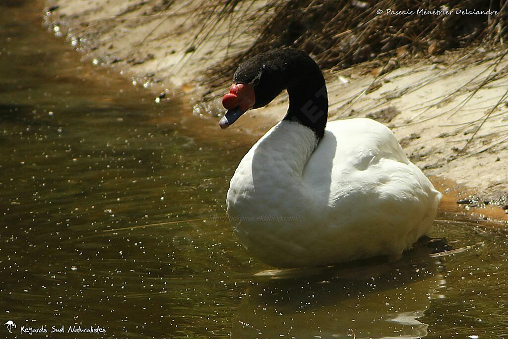 Black-necked Swan