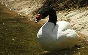 Cygne à cou noir