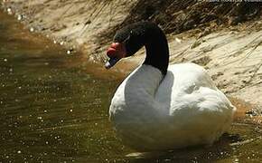 Black-necked Swan