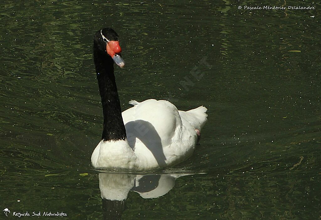 Black-necked Swan