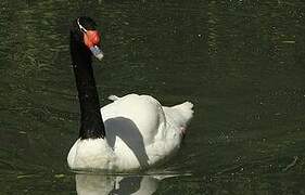 Black-necked Swan