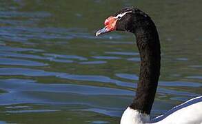 Black-necked Swan