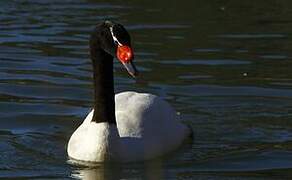 Black-necked Swan