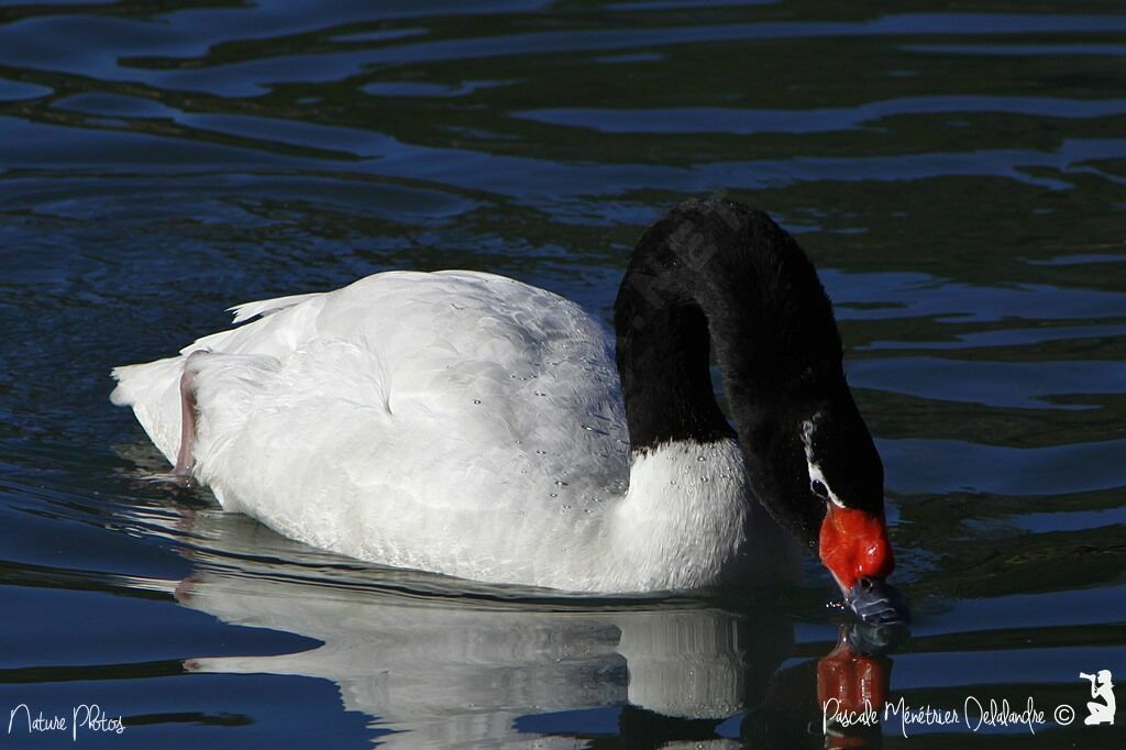 Cygne à cou noir