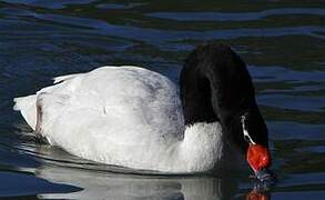 Black-necked Swan