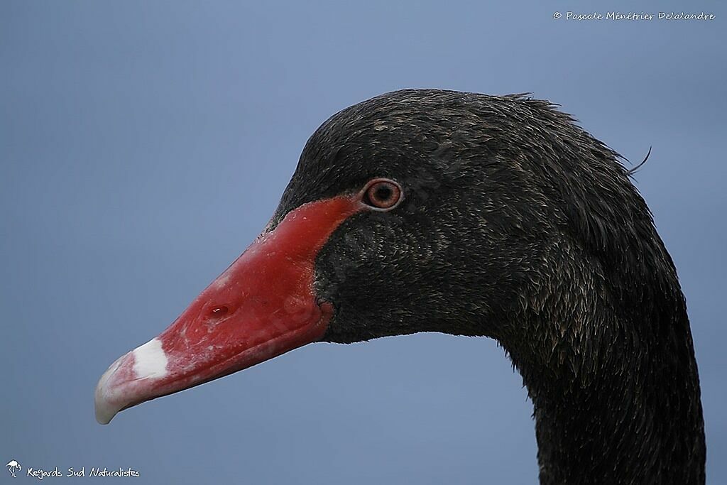 Cygne noir