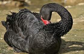 Black Swan