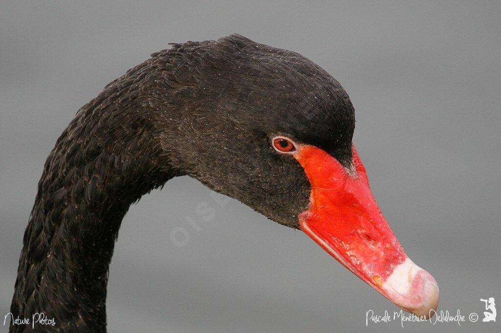 Cygne noir