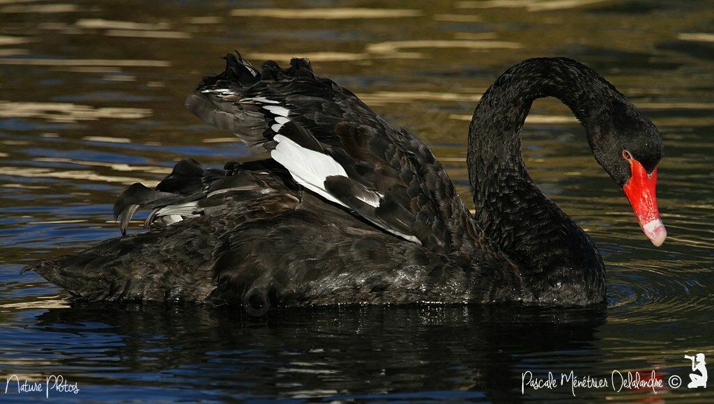 Black Swan