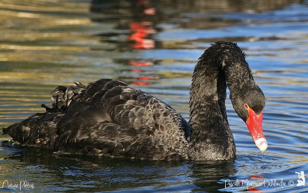 Cygne noir