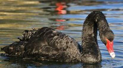 Cygne noir