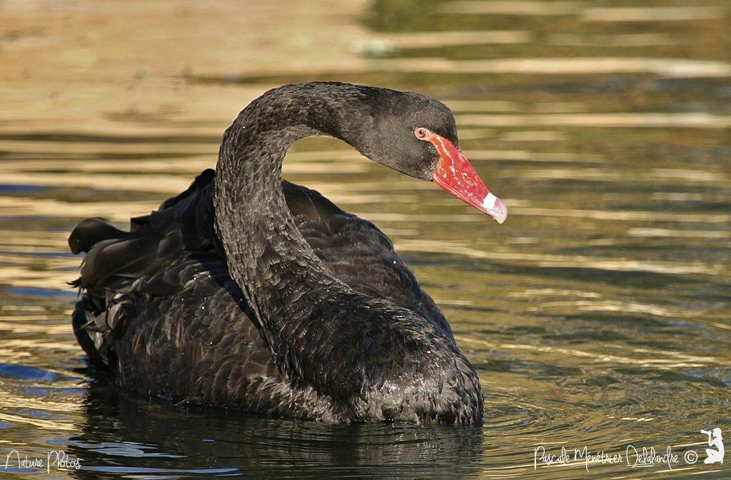 Cygne noir