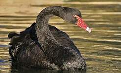 Cygne noir