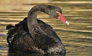 Cygne noir