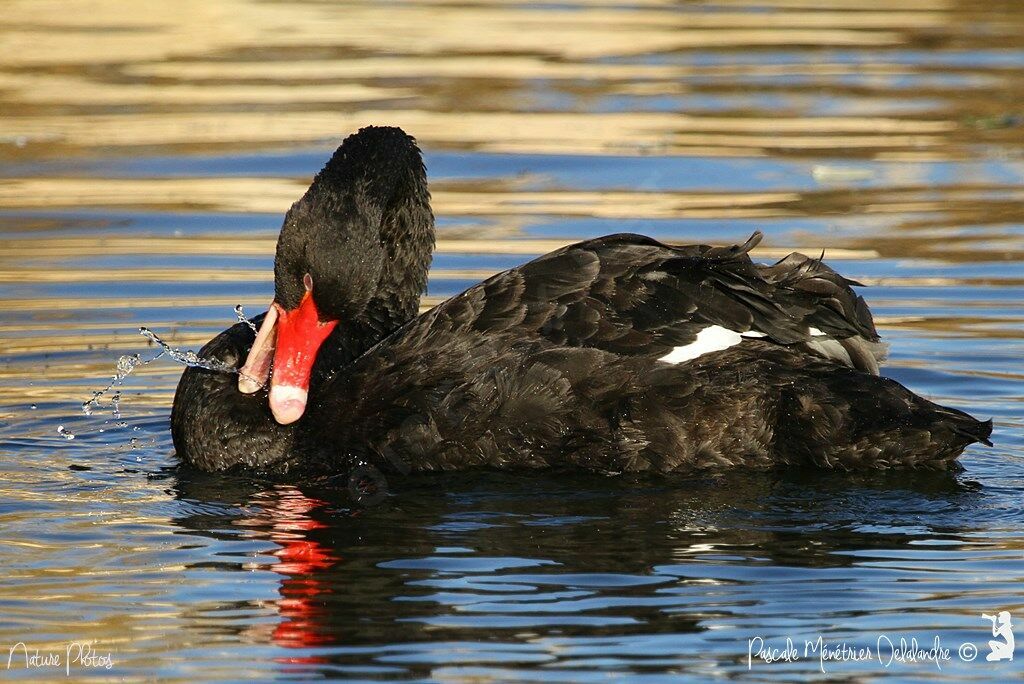 Cygne noir