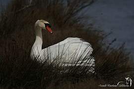 Mute Swan