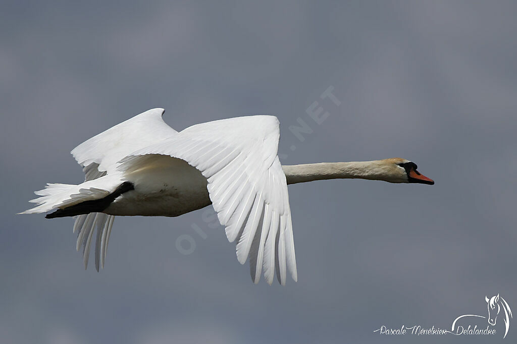 Cygne tuberculé