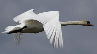 Cygne tuberculé