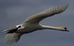 Mute Swan