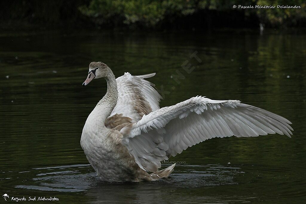 Cygne tuberculéjuvénile