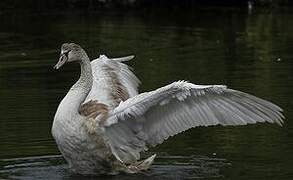 Mute Swan