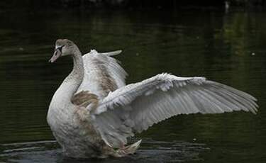 Cygne tuberculé