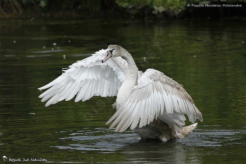 Cygne tuberculéjuvénile