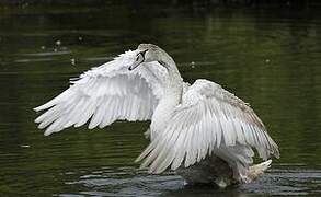 Mute Swan